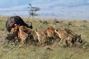 Buffalos Gallery: Hyaena - pack behaviour, co-operative feeding / hunting