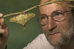 Actias Gallery: Hybrid of the moths Spanish Moon Moth, Graellsia