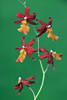 Hybrid Orchid - blossom, arboreal type, Hessen, Germany