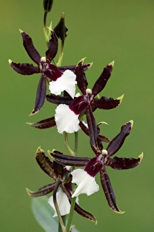 Images Dated 22nd September 2006: Hybrid Orchid - blossom, arboreal type, Everglades, Hessen, Germany
