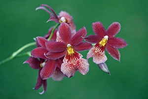 Hybrid Orchid - blossom, arboreal type
