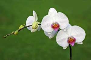 Hybrid Orchid - blossom, arboreal type