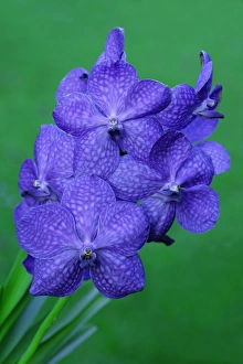 Hybrid Orchid - blossom, arboreal type