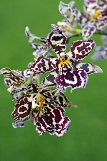Hybrid Orchid - blossom, arboreal type