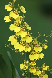Hybrid Orchid - blossom, arboreal type, Hessen, Germany