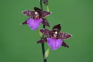 Hybrid Orchid - blossom, arboreal type, Hessen, Germany