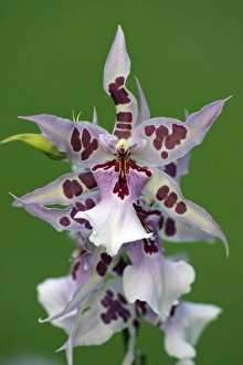 Hybrid Orchid - blossom, arboreal type