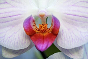 Hybrid Orchid - detailed study of blossom, arboreal type