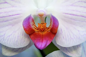 Hybrid Orchid - blossom, arboreal type
