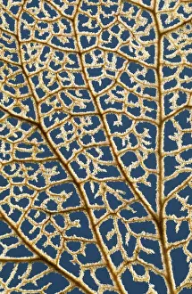 Puzzle Prints: Hydrangea Flower in winter showing venation Norfolk UK