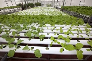 Images Dated 16th December 2010: Hydroponics growing vegetables