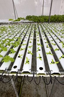 Images Dated 16th December 2010: Hydroponics growing vegetables