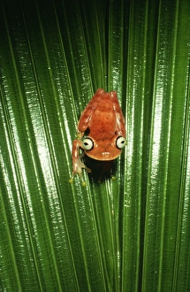 Images Dated 20th July 2004: Hyla Tree Frog Caravari, Rio, Jurua, Brazil