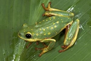 Hyperolius viridiflavus Painted Reed Frog