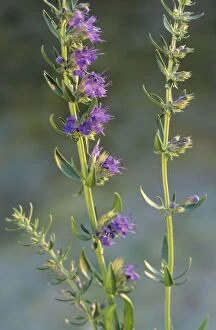 Images Dated 30th June 2008: Hyssop