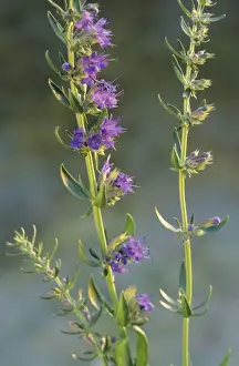Herbs Prints: Hyssop