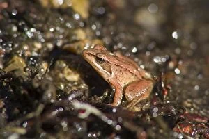 Iberian Frog - resting