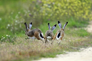 Images Dated 25th March 2008: Iberian Hare - 3 carrying out breeding ritual