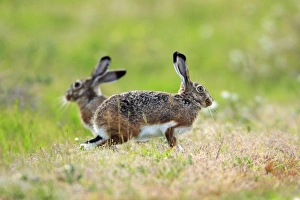 Images Dated 25th March 2008: Iberian Hare - pair carrying out breeding ritual
