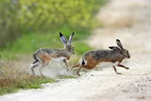 Images Dated 25th March 2008: Iberian Hare - pair carrying out breeding ritual, Alentejo, Portugal