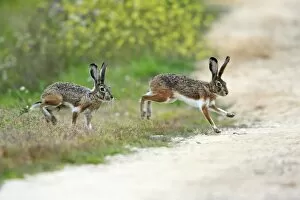 Images Dated 25th March 2008: Iberian Hare - pair carrying out breeding ritual, Alentejo, Portugal