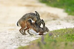 Images Dated 25th March 2008: Iberian Hare - pair copulating