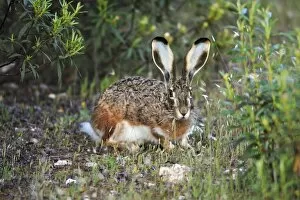 Images Dated 13th April 2008: Iberian Hare - showing slightly blue coloured ears