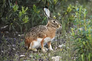 Expresssions Prints: Iberian Hare - showing slightly blue coloured ears, Alentejo, Portugal