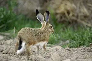 Iberian Hare - young animal, Alentejo, Portugal