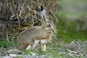 Images Dated 18th April 2007: Iberian Hare - young animal, Alentejo, Portugal