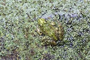 Iberian Marsh Frog - amongst pond weed