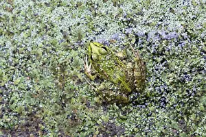 Iberian Marsh Frog - amongst pond weed, Alentejo region, Portugal
