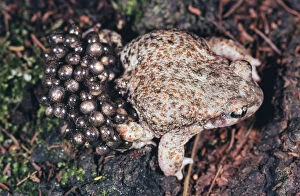 Father Gallery: Iberian midwife toad or brown midwife toad, Alytes