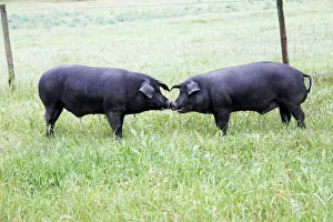 Face To Face Collection: Iberian Pig - 2 on meadow, region of Alentejo, Portugal