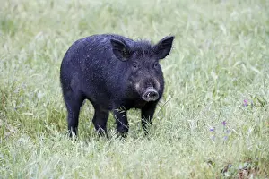 Iberian Pig - on meadow, region of Alentejo, Portugal