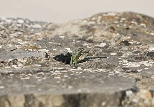 Iberian Wall Lizard - looking out of hole in rocks