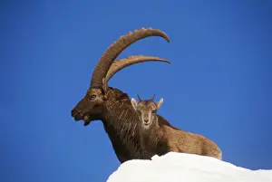 Kids Prints: IBEX - adult and young standing in snow