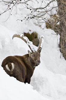 Ibex (Capra ibex) in fresh deep snow, face