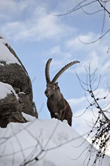 Ibex (Capra ibex) stands on rock during