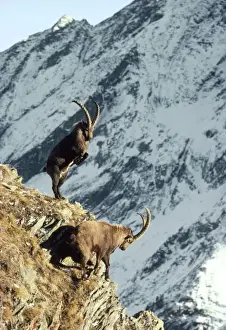 Ibex - fighting