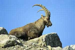 Ibex- male resting on mountain scree Groszglockner national park, Austria
