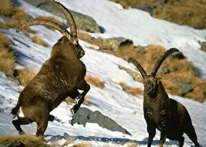 Images Dated 12th December 2006: Ibex - Two males confronting each other