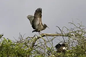 Ibis caroncule Wattled Ibis. Bostrychia carunculata