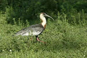 Ibis a cou blanc Buff necked Ibis Theristicus caudatus