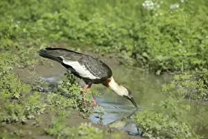 Ibis a cou blanc Buff necked Ibis Theristicus caudatus
