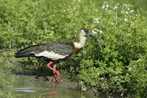 Ibis a cou blanc Buff necked Ibis Theristicus caudatus