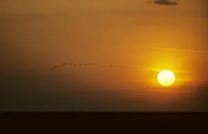 Ibis - Flying to Roost at Sunset Llanos, Orinoco delta, Venezuela BI005787