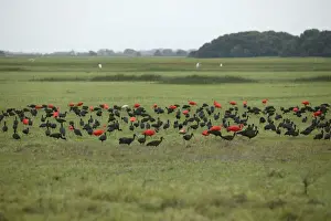 Llanos Prints: Ibis - Glossy Ibis (Plegadis falcinellus) and Scarlet ibis (Eudocimus ruber)