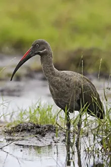 ibis hadada Hadada Ibis Bostrychia hagedash