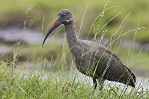 Zambia Gallery: ibis hadada Hadada Ibis Bostrychia hagedash